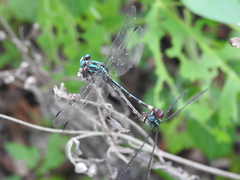 Erpetogomphus constrictor