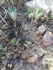 Adromischus caryophyllaceus