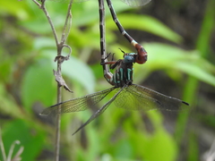 Erpetogomphus constrictor