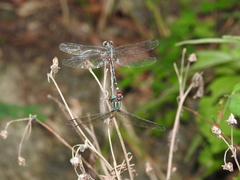 Erpetogomphus constrictor