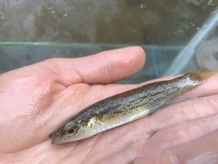 Fundulus catenatus