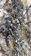 Ramalina fraxinea