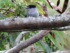 Pachyramphus albogriseus