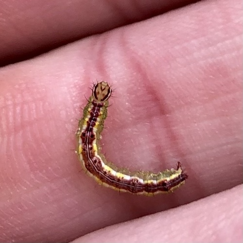 Variable Oakleaf Caterpillar Moth