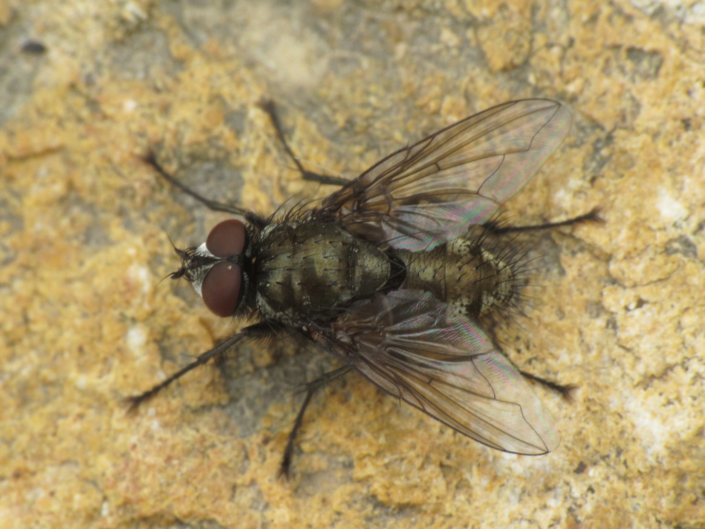 Macquartia tessellum