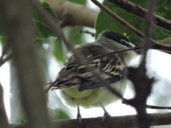 Pachyramphus