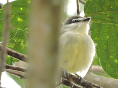Pachyramphus