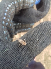 Centrocoris spiniger