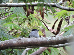 Pachyramphus