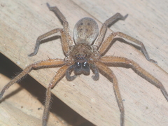 Heteropoda martinae