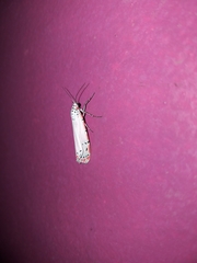 Utetheisa ornatrix