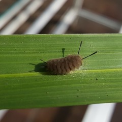 Gymnelia