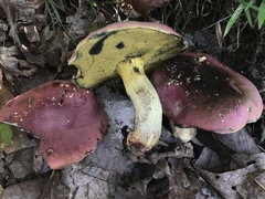 Butyriboletus