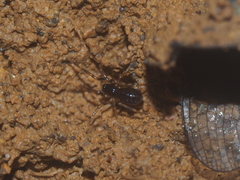 Oedignatha scrobiculata