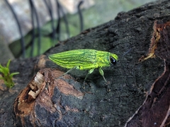 Chrysodema