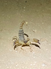 Scorpionidae
