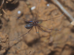 Psilodercidae
