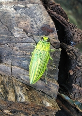 Chrysodema