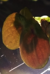 Spirodela polyrhiza