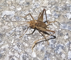 Diestrammena unicolor