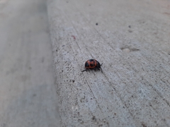 Labidomera clivicollis