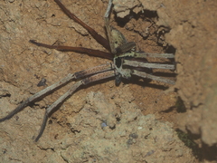 Heteropoda martinae