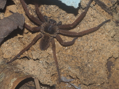 Heteropoda martinae
