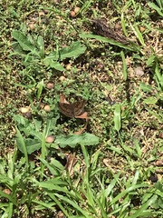 Euthalia aconthea gurda