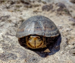 Kinosternon hirtipes hirtipes