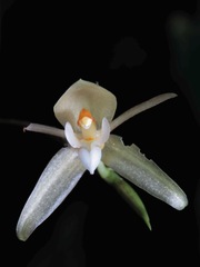 Coelogyne