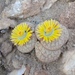 Lithops gracilidelineata - Photo (c) Jessie Roberts, some rights reserved (CC BY-NC), uploaded by Jessie Roberts