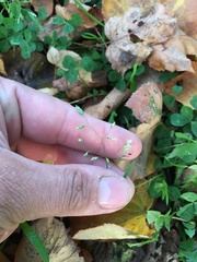 Poa annua