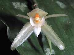 Coelogyne