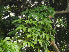 Syngonium angustatum