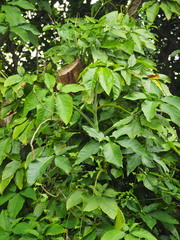 Syngonium angustatum