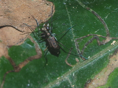Cylindera discreta