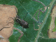 Cylindera discreta