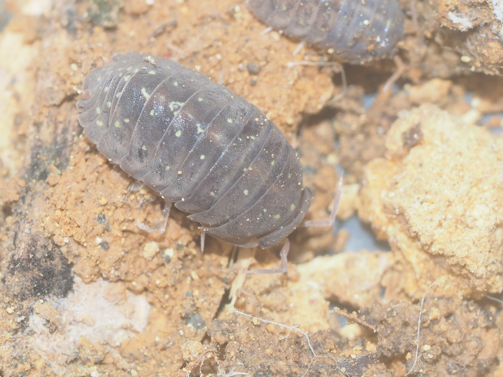 Cubaris insularis