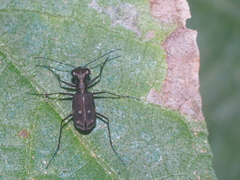 Cylindera discreta
