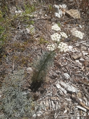 Seseli ponticum