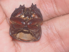 Xylotrupes gideon gideon