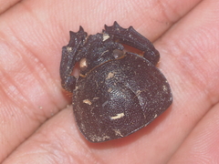 Xylotrupes gideon gideon