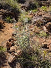 Pseudognaphalium attenuatum