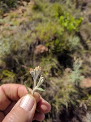 Pseudognaphalium attenuatum