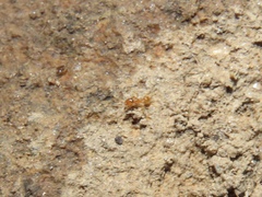 Pheidole tysoni