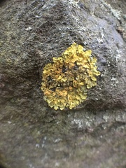 Xanthoria parietina