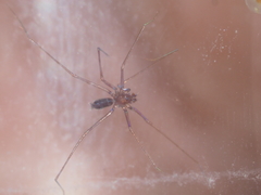 Psilodercidae