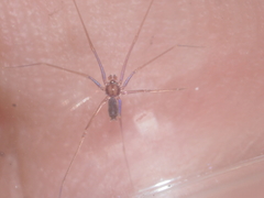 Psilodercidae
