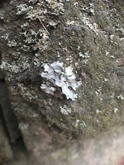 Parmelioideae