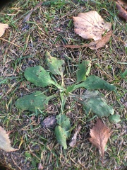 Plantago major